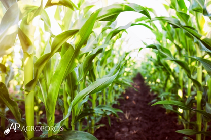 What Are the Advantages of Using Organic Liquid Fertilizers?
